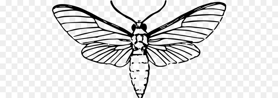 Moth Gray Png Image