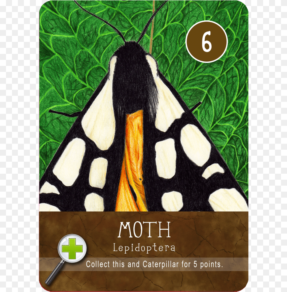 Moth, Animal, Butterfly, Insect, Invertebrate Png