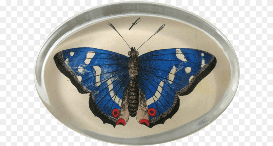 Moth, Plate, Animal, Butterfly, Insect Png Image