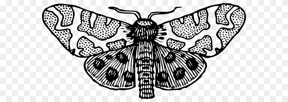 Moth Gray Png Image