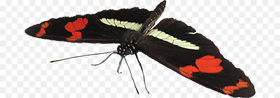Moth, Animal, Butterfly, Insect, Invertebrate Free Transparent Png