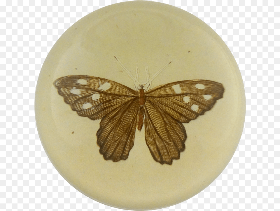 Moth, Art, Porcelain, Pottery, Plate Png