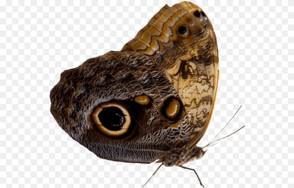 Moth 4 Image Moth, Animal, Butterfly, Insect, Invertebrate Free Transparent Png