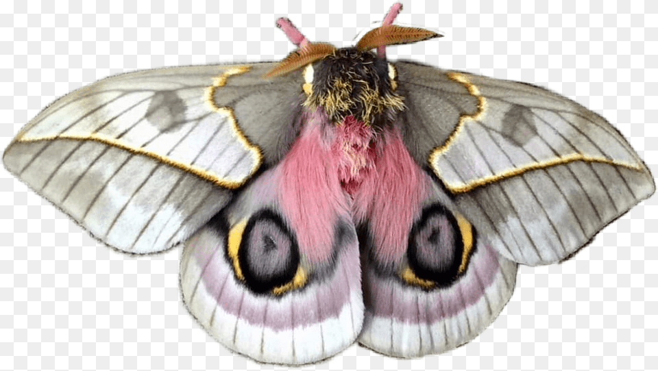Moth Angelcore Niche Nichefiller Lovecore Cottagecore Automeris Frankae Moth, Animal, Butterfly, Insect, Invertebrate Free Transparent Png
