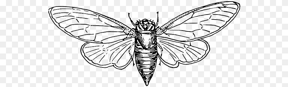 Moth Animal Insect Wings Cicada Drawing, Art Free Png Download