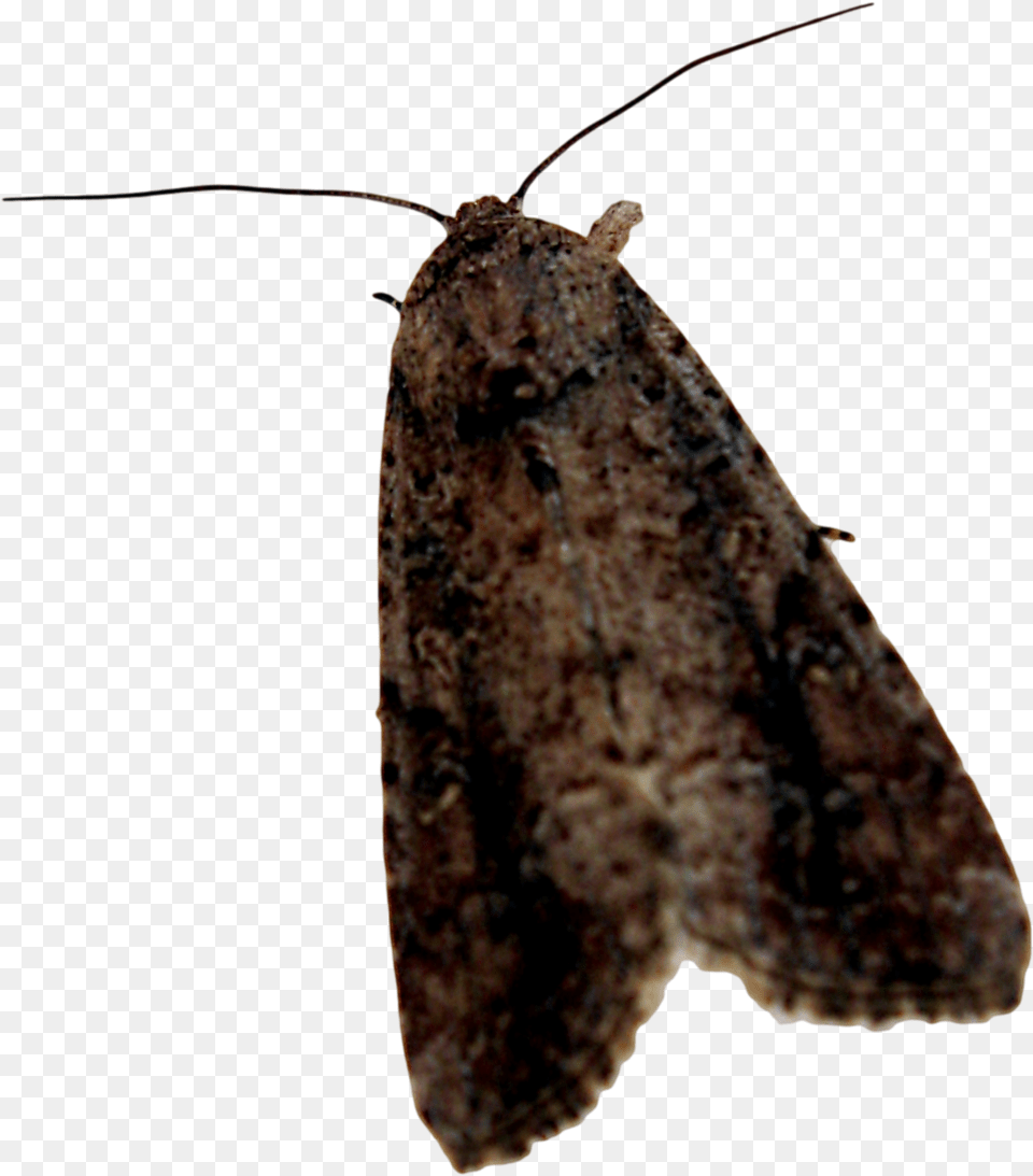 Moth Background Polilla, Animal, Insect, Invertebrate, Butterfly Free Transparent Png