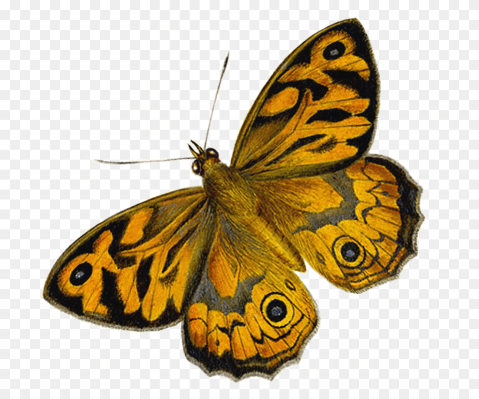 Moth Butterfly, Animal, Insect, Invertebrate Free Png Download