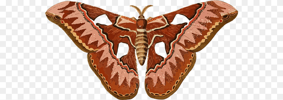 Moth Butterfly Images Moth Clipart, Animal, Insect, Invertebrate Free Png