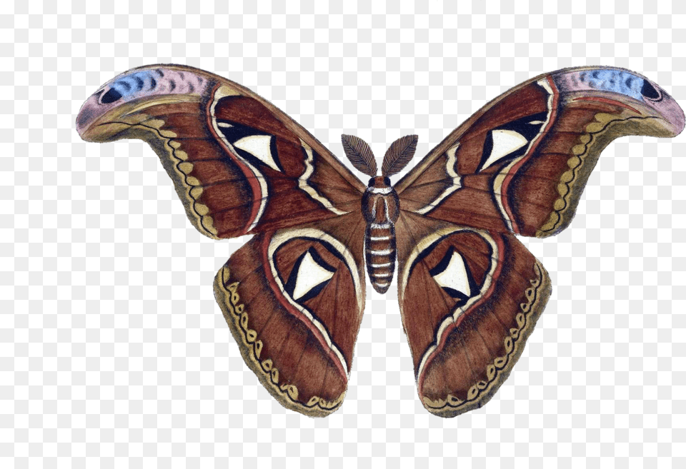 Moth Butterfly Vintage Stock Photo Saturniids, Animal, Insect, Invertebrate Free Png