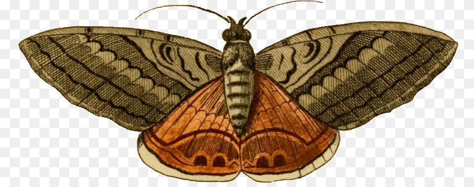 Moth Clip Art Of Moth, Animal, Butterfly, Insect, Invertebrate Png