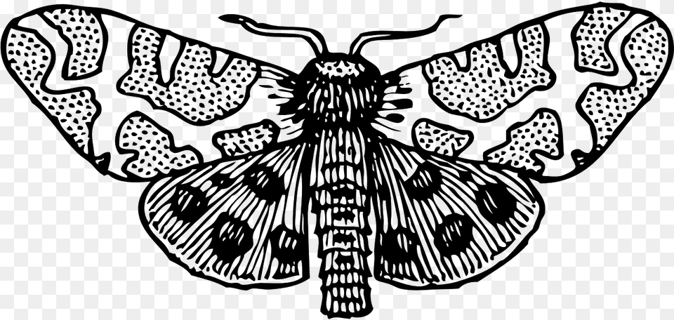 Moth Clipart Black And White, Gray Free Png