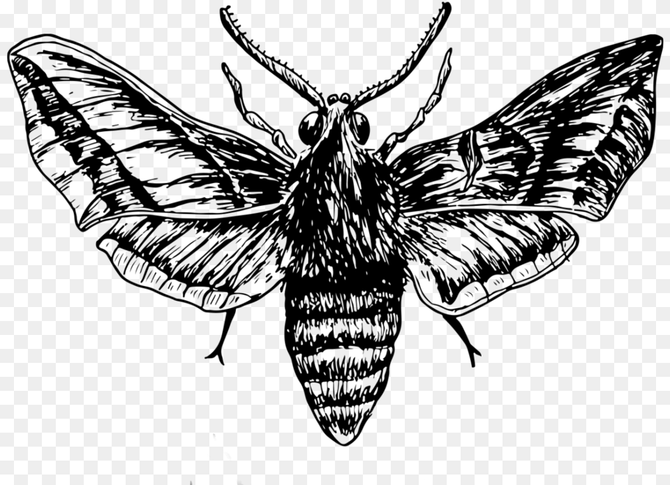 Moth Drawing, Silhouette, Nature, Night, Outdoors Png