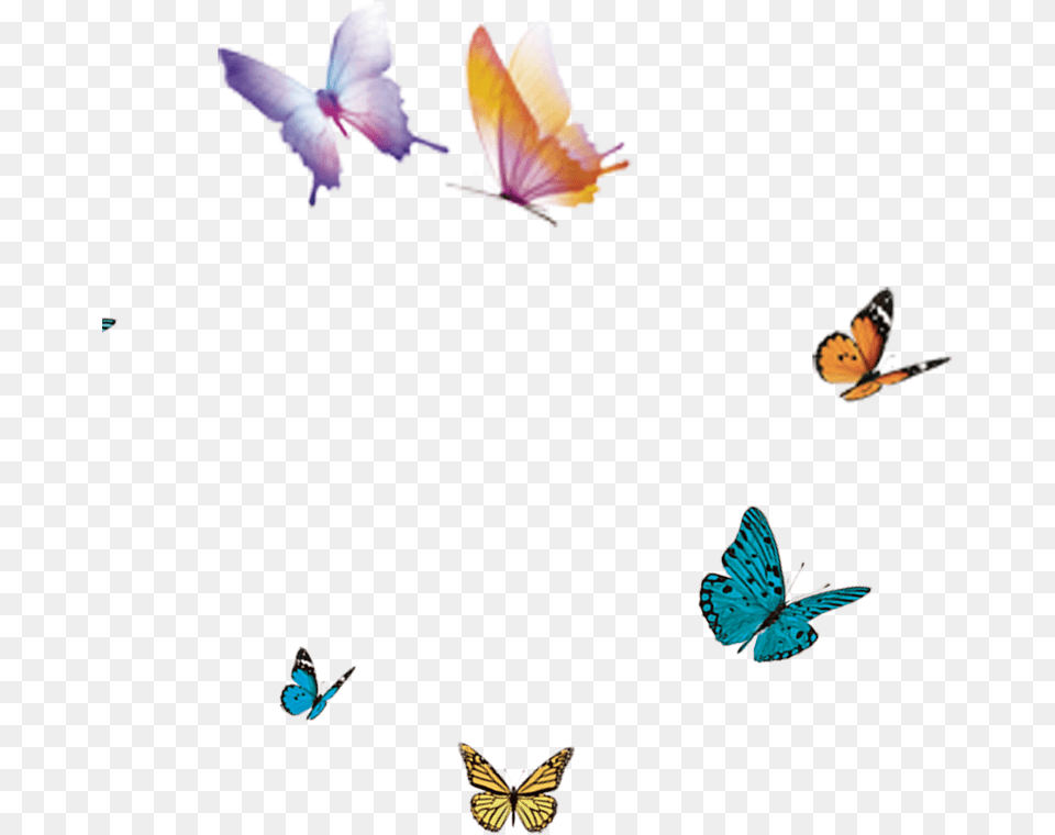 Moth Flying Butterfly In Flight, Animal, Bird, Insect, Invertebrate Free Png