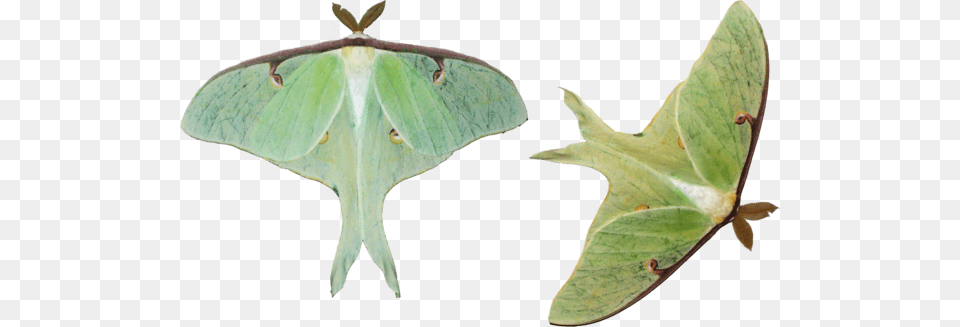 Moth Hd Luna Moth White Background, Animal, Insect, Invertebrate, Butterfly Free Png