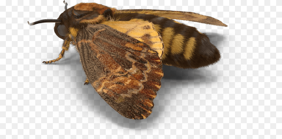 Moth Insect Freetoedit Fiery Skipper, Animal, Invertebrate, Butterfly, Bee Free Png Download