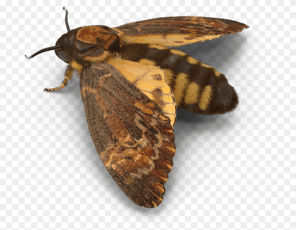 Moth Interesting Freetoedit Hofmannophila Pseudospretella, Animal, Insect, Invertebrate, Butterfly Png