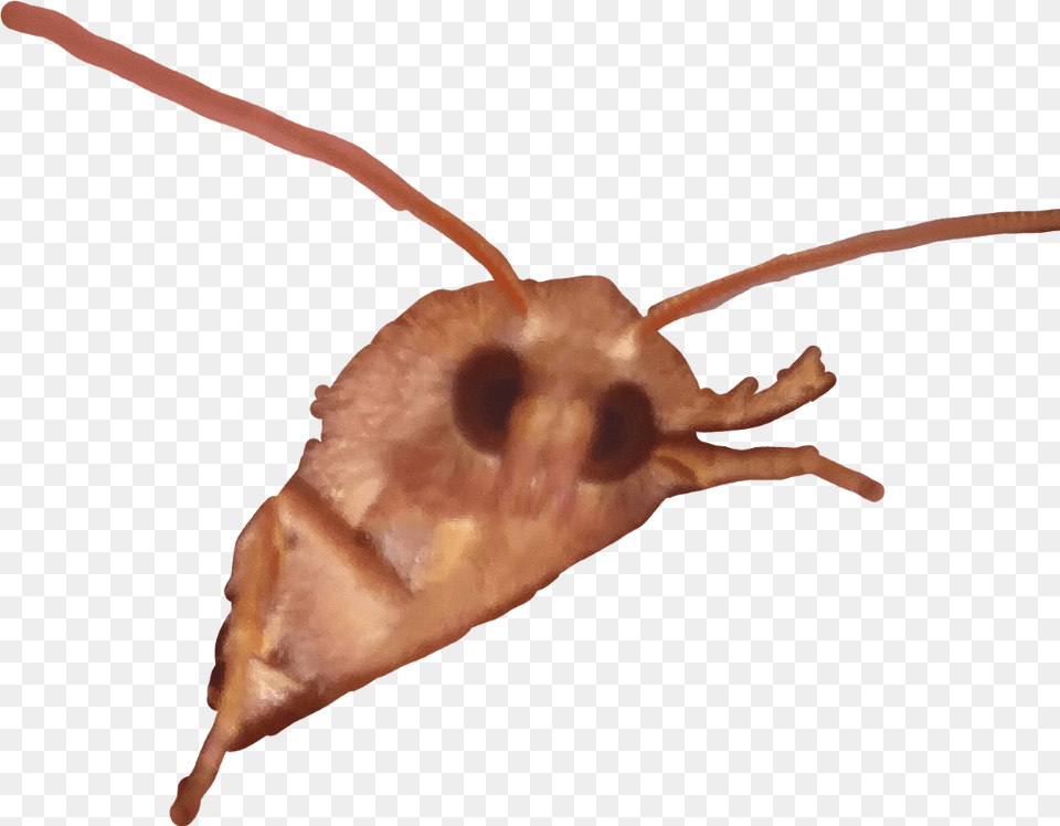 Moth Lamp Meme Transparent Moth Meme, Animal, Bee, Insect, Invertebrate Png