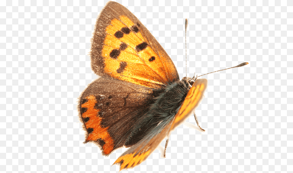 Moth Lycaena Phlaeas, Animal, Insect, Invertebrate, Butterfly Free Png