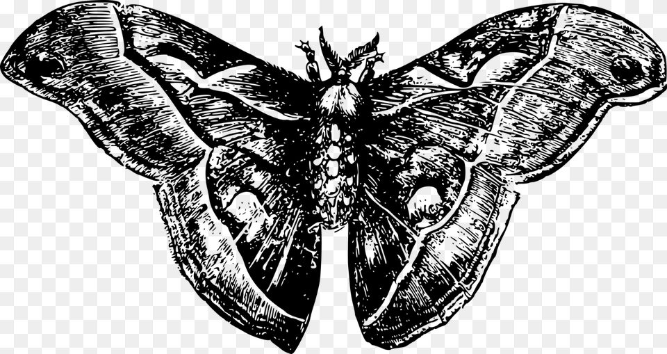 Moth Moth, Gray Free Transparent Png