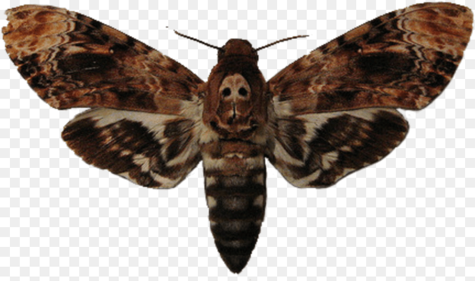 Moth Moth Buffalo Bill Silence Of The Lambs, Animal, Insect, Invertebrate, Butterfly Free Transparent Png
