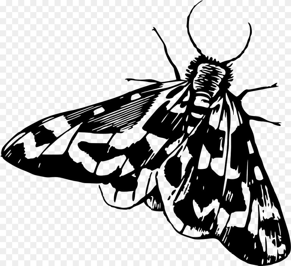 Moth Moth Clipart Black And White, Gray Free Png