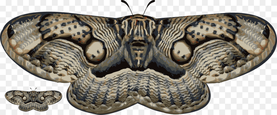 Moth Moth Wing Tea By Dennis Cruz, Animal, Butterfly, Insect, Invertebrate Free Png