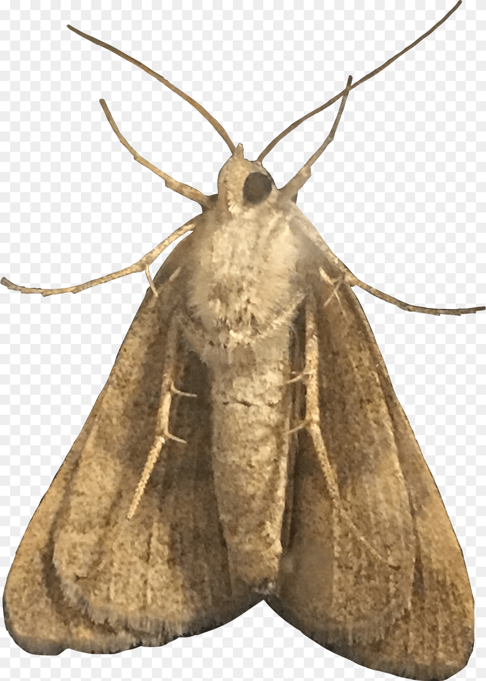 Moth Moths Amethystle Freetoedit Hofmannophila Pseudospretella, Animal, Butterfly, Insect, Invertebrate Free Png Download