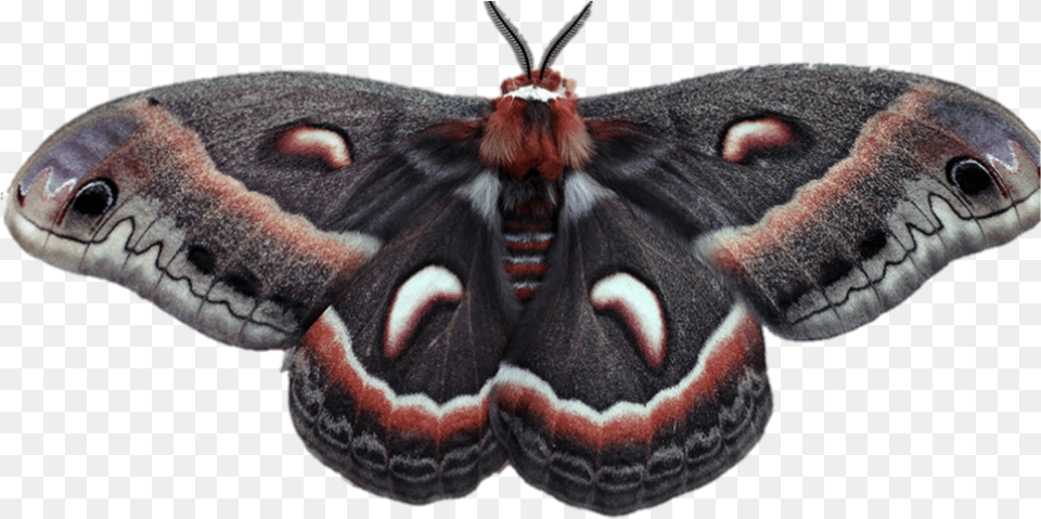Moth Moths Bugs Wings Fly Flying Bug Nature Aglais Io, Animal, Butterfly, Insect, Invertebrate Png Image