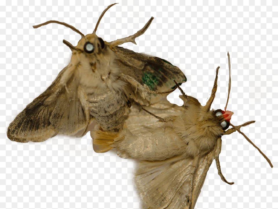 Moth Moths Freetoedit, Animal, Butterfly, Insect, Invertebrate Free Png