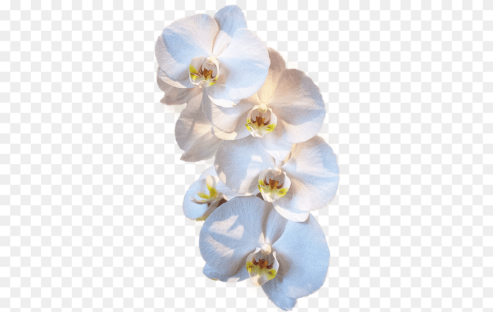 Moth Orchid, Flower, Plant, Person Free Transparent Png