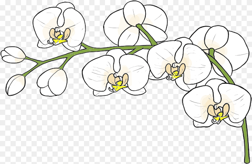Moth Orchid, Flower, Plant, Baby, Person Free Png