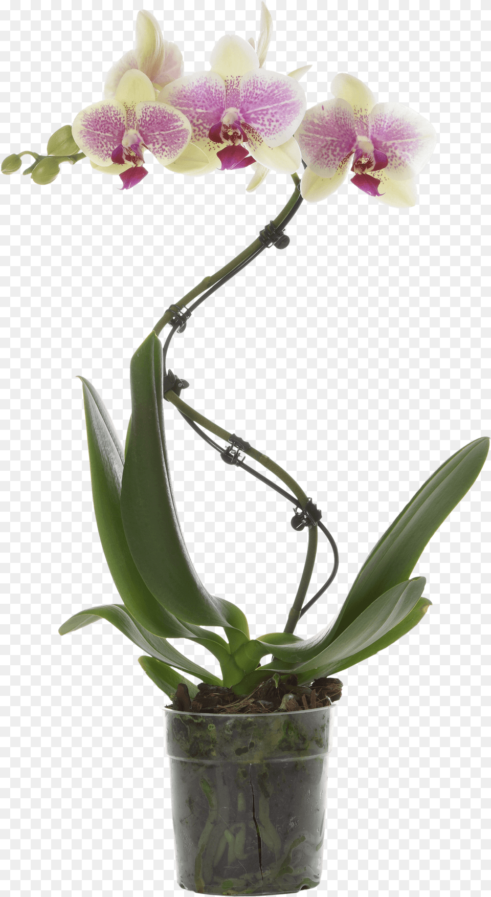 Moth Orchid, Flower, Plant, Flower Arrangement Free Png Download