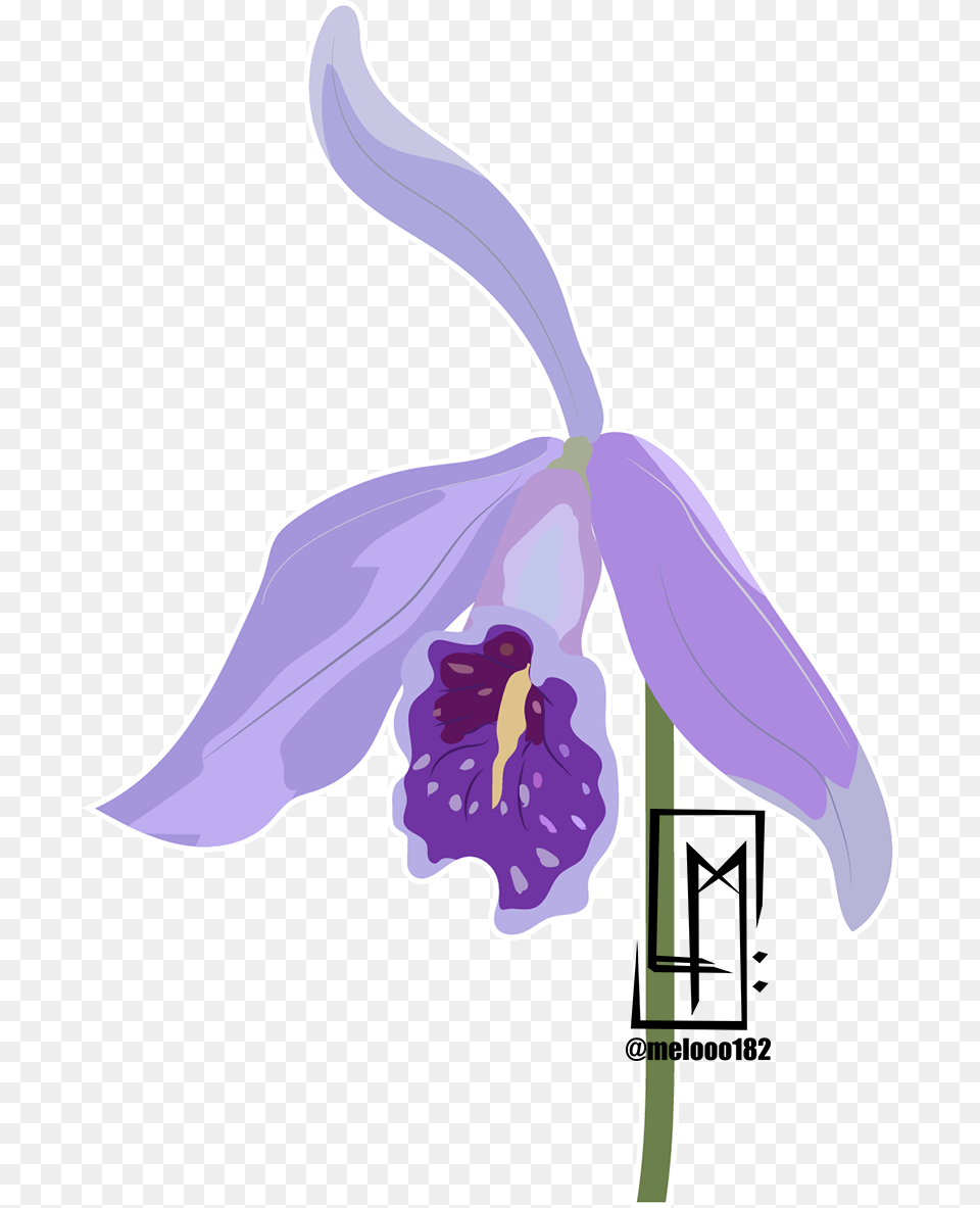 Moth Orchid, Flower, Iris, Plant, Bow Free Png Download