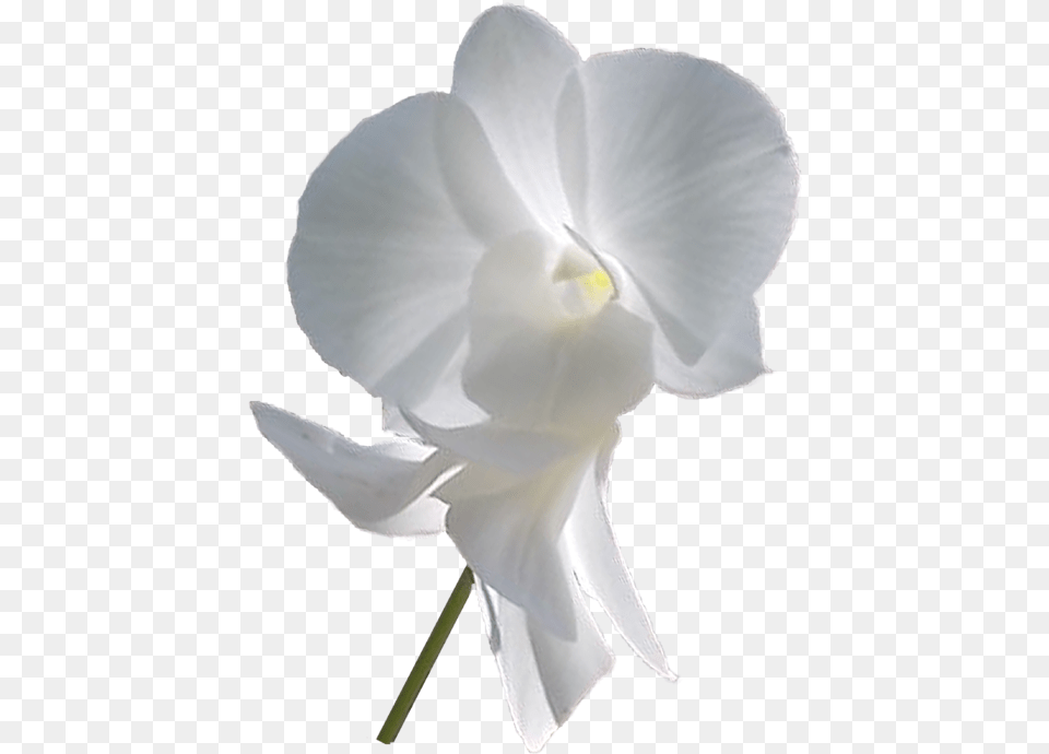 Moth Orchid, Flower, Plant, Petal, Person Free Png Download