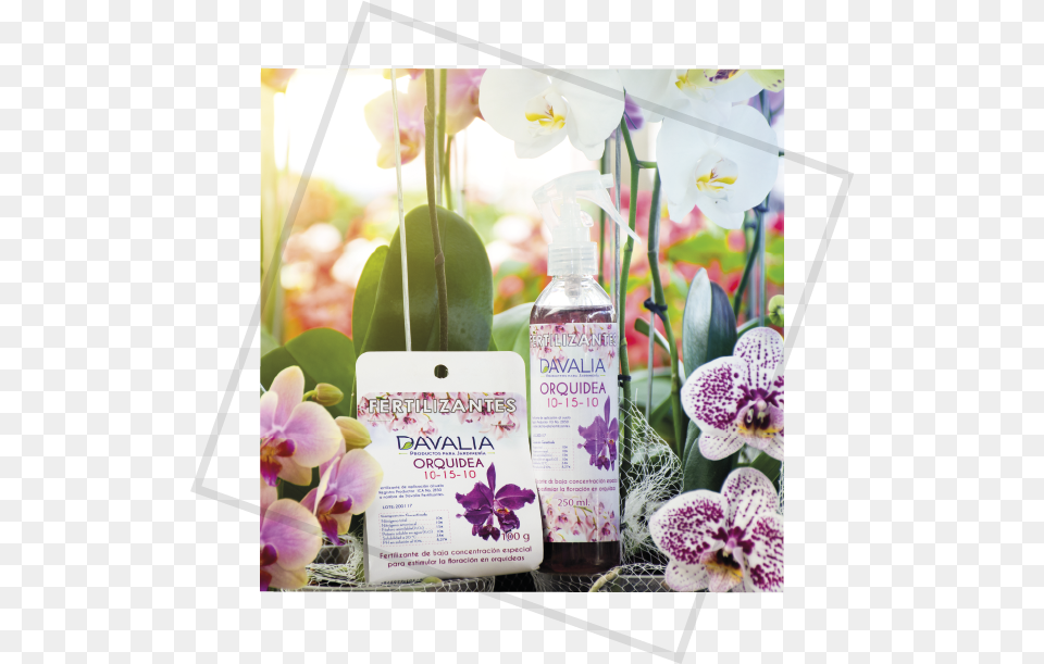 Moth Orchid, Flower, Plant, Petal, Flower Arrangement Free Png Download