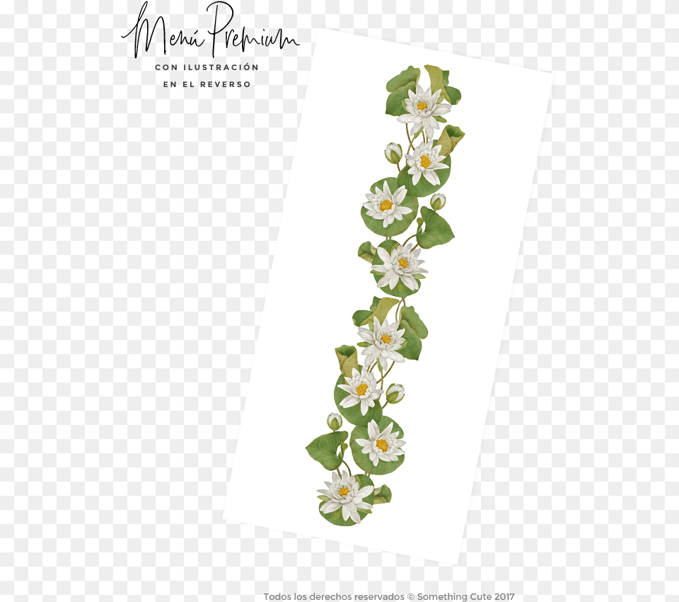 Moth Orchid, Envelope, Greeting Card, Mail, Flower Free Transparent Png