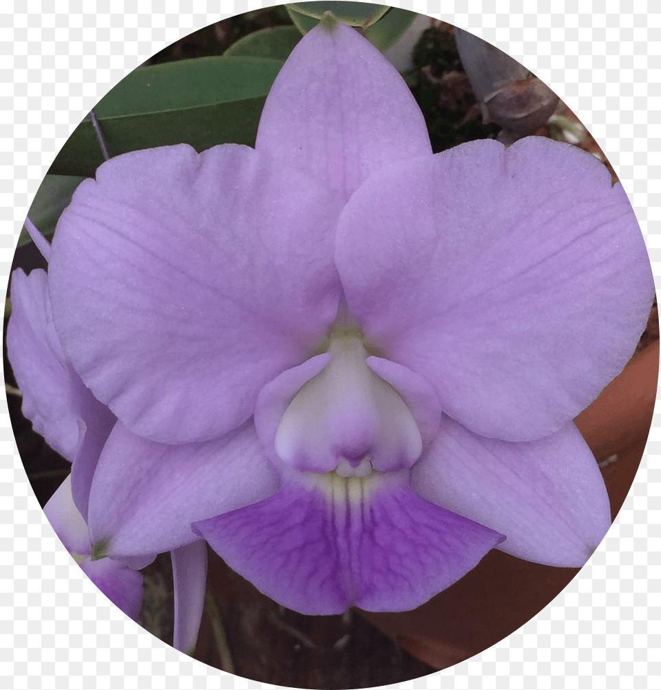 Moth Orchid, Flower, Petal, Plant, Rose Free Png Download