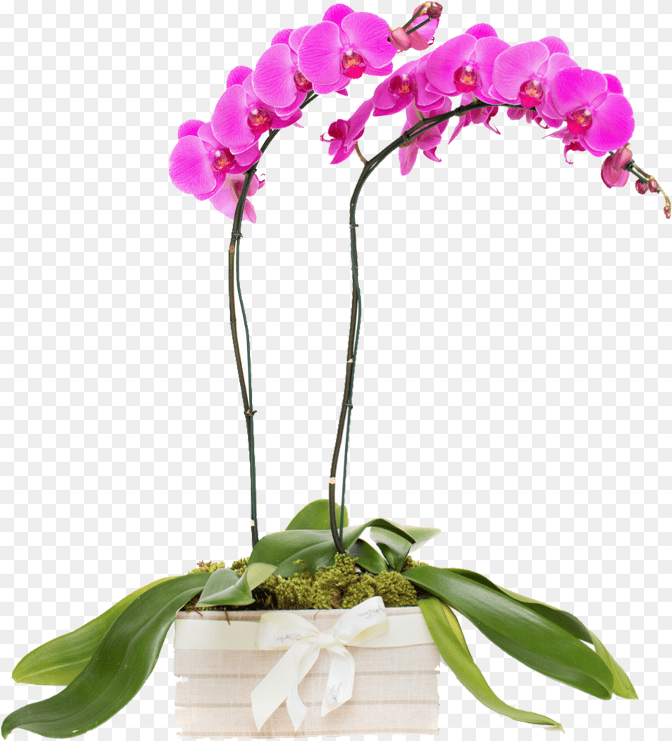 Moth Orchid, Flower, Flower Arrangement, Plant, Ikebana Free Png Download