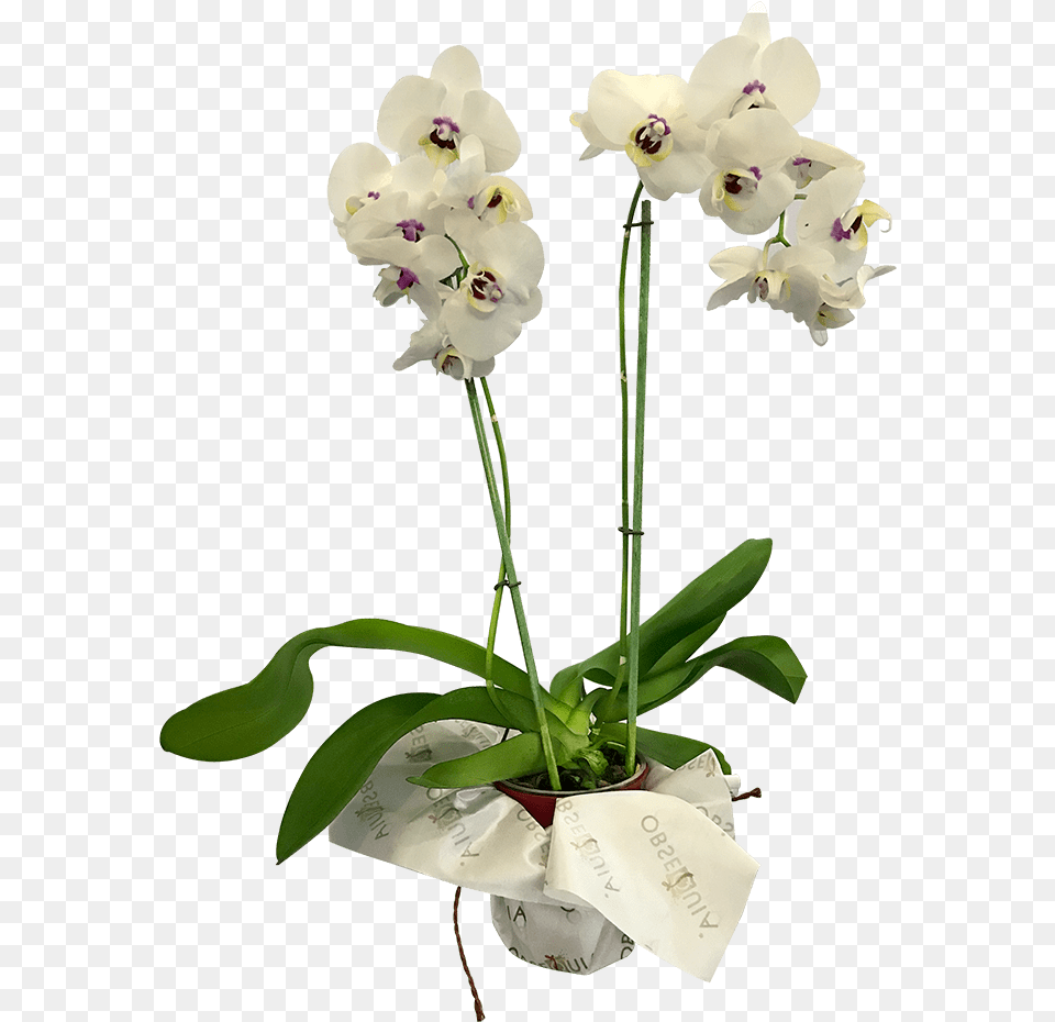 Moth Orchid, Flower, Flower Arrangement, Plant, Flower Bouquet Free Png