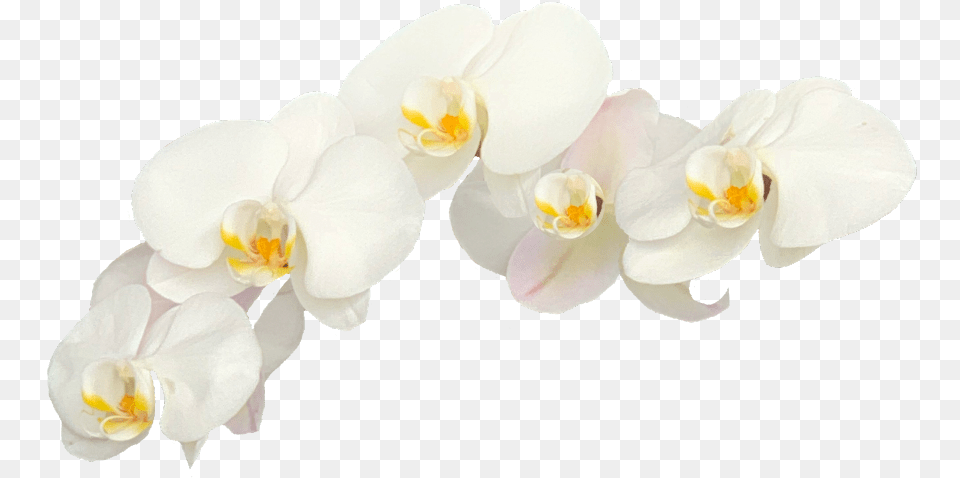 Moth Orchid, Flower, Plant, Medication, Pill Free Transparent Png