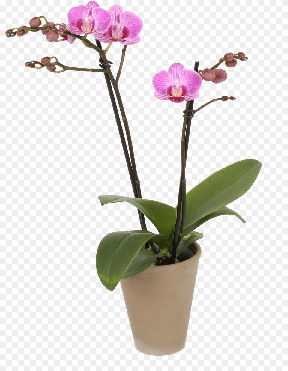 Moth Orchid, Flower, Plant, Flower Arrangement, Ikebana Png Image