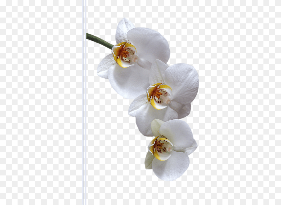 Moth Orchid, Flower, Plant Free Png Download