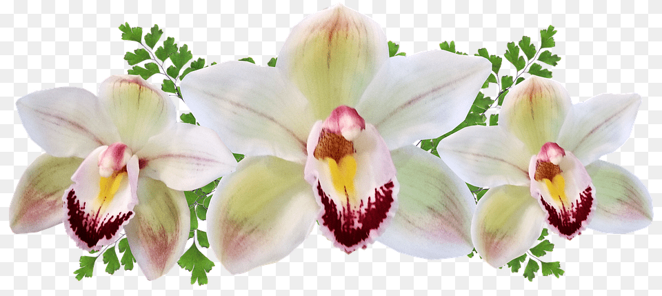 Moth Orchid, Flower, Plant, Petal, Flower Arrangement Png