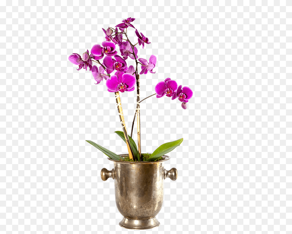 Moth Orchid, Plant, Flower, Flower Arrangement, Wedding Free Png
