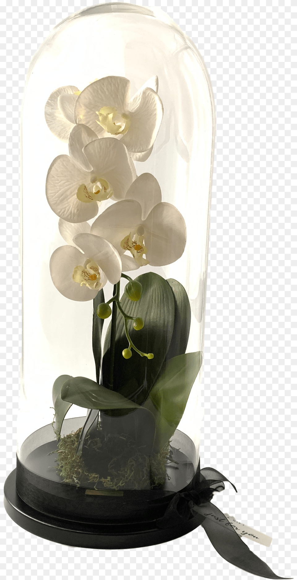 Moth Orchid, Flower, Flower Arrangement, Flower Bouquet, Plant Png Image