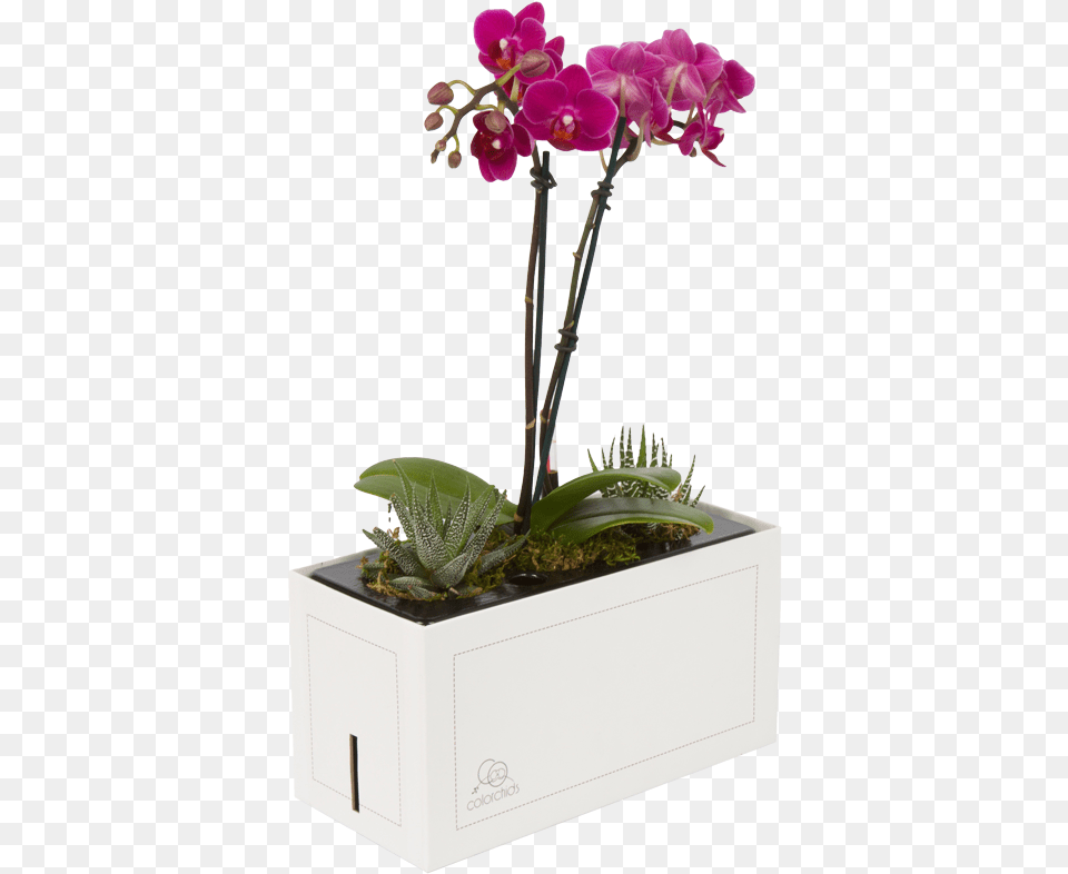 Moth Orchid, Flower, Flower Arrangement, Plant, Potted Plant Free Png