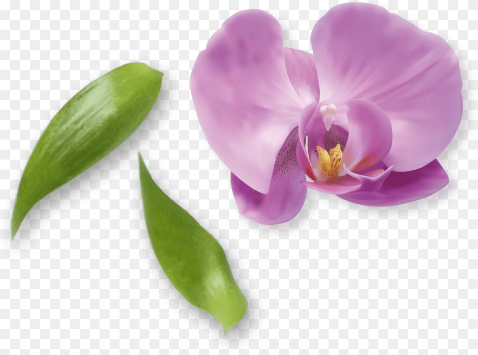 Moth Orchid, Flower, Plant, Petal Free Png