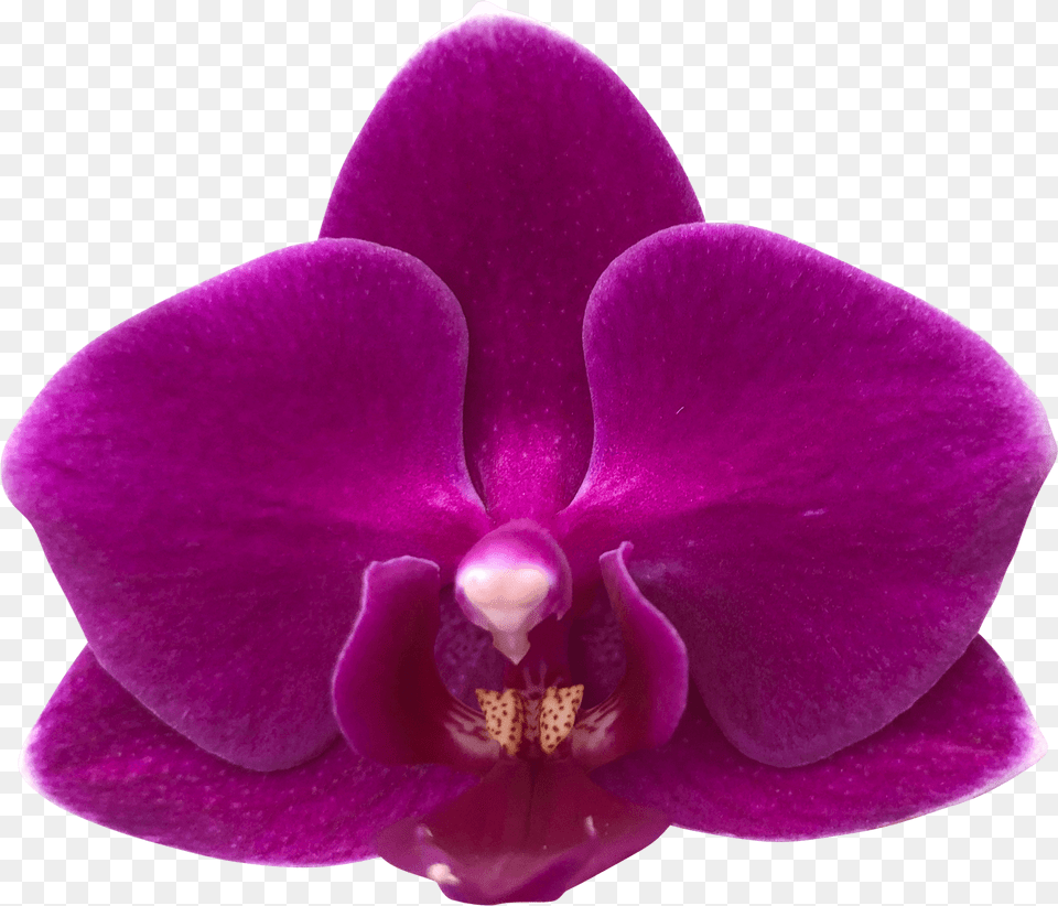 Moth Orchid, Flower, Plant, Rose Free Png