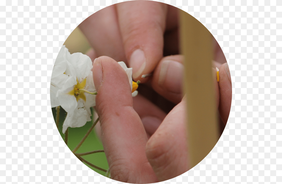 Moth Orchid, Body Part, Finger, Hand, Person Free Png