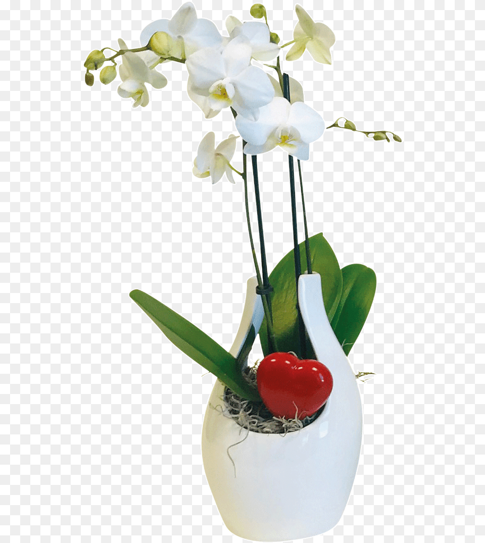 Moth Orchid, Flower, Flower Arrangement, Ikebana, Plant Free Png